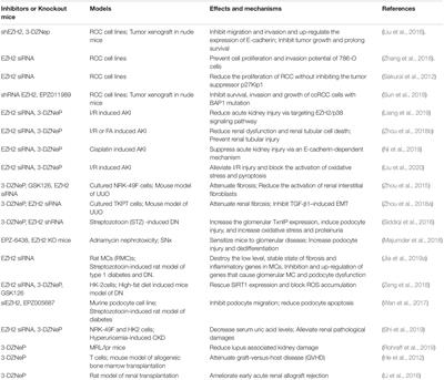 Histone Methyltransferase EZH2: A Potential Therapeutic Target for Kidney Diseases